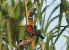 Spermophaga ruficapilla