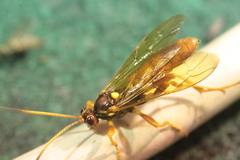 Callajoppa cirrogaster