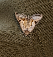 Chrysanympha formosa