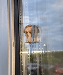 Chrysanympha formosa