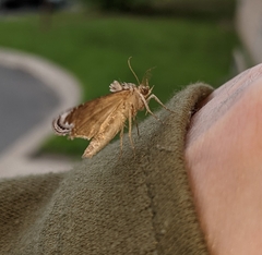 Chrysanympha formosa