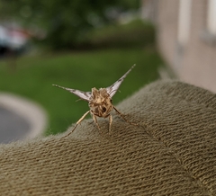 Chrysanympha formosa