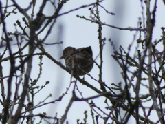 Turdus philomelos