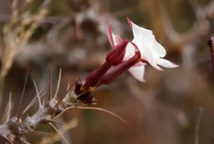 Pachypodium saundersii