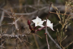 Pachypodium saundersii