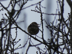 Turdus philomelos