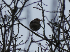 Turdus philomelos
