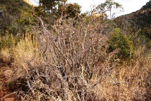 Image of Pachypodium saundersii by (c) Tony Rebelo, some rights reserved (CC BY-SA)