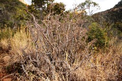 Pachypodium saundersii