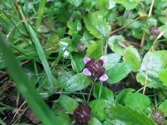 Prunella vulgaris