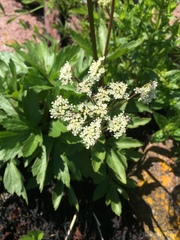 Ligusticum scothicum