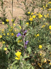 Dracocephalum olchonense