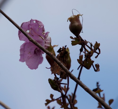 Buttonia superba (Buttonia superba)