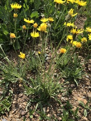 Crepis crocea