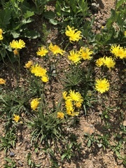 Crepis crocea