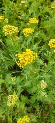 Tanacetum vulgare