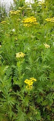 Tanacetum vulgare