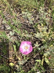 Convolvulus chinensis