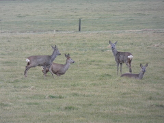 Capreolus capreolus
