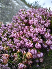 Erica globiceps consors