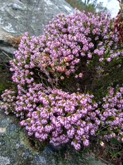 Erica globiceps consors