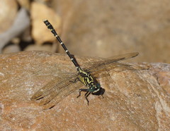 Hemigomphus