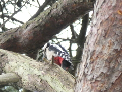 Dendrocopos major