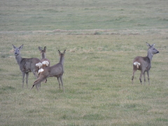 Capreolus capreolus