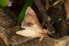 Gastropacha leopoldi