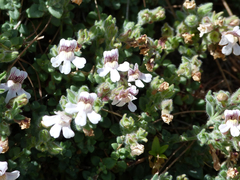Chaenorhinum villosum