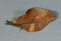 Gastropacha leopoldi