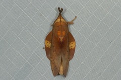 Gastropacha leopoldi