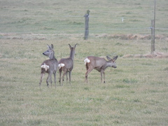 Capreolus capreolus