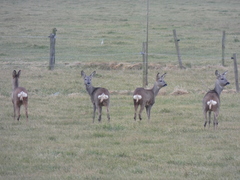 Capreolus capreolus