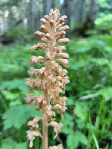 Neottia papilligera iNat (1)