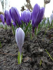 Crocus vernus