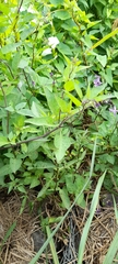 Solanum dulcamara