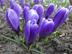 Crocus vernus
