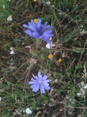 Cichorium intybus