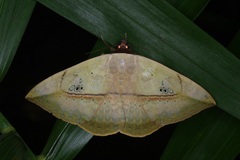 Hypopyra vespertilio
