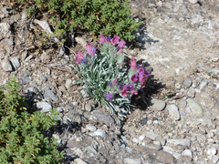 Echium albicans