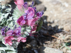 Echium albicans
