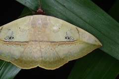 Hypopyra vespertilio