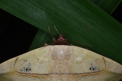 Hypopyra vespertilio