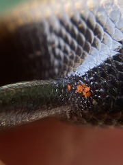 Chalcides coeruleopunctatus
