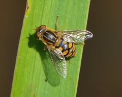 Parhelophilus laetus