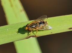 Parhelophilus laetus