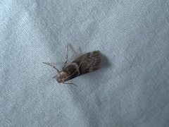 Ephestia elutella