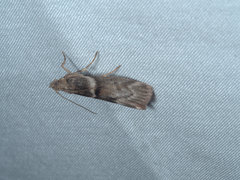 Ephestia elutella