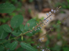 Uraria rufescens
